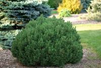 Сосна горная 'Мопс' Pinus mugo 'Mops'