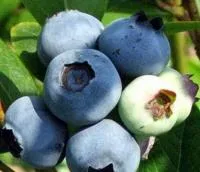 Саженцы голубики Чандлер / Vaccinium corymbosum Chandler, ЗКС, контейнер 1,5 л, 3-х летние