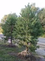 Сосна крупномер