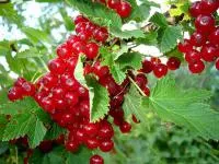 Саженцы красной смородины, оптом