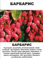 Саженцы Барбариса