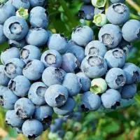 Саженцы голубики Высокорослая Дарроу