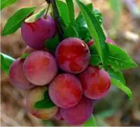 Алыча Кубанская комета